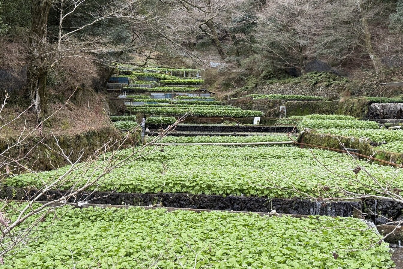 Izu area
